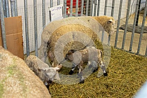 Nebraska State Fair in Grand Island Sheep in pens 2022