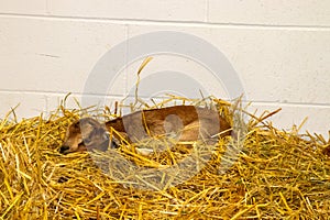 Nebraska State Fair in Grand Island Sheep in pens 2022