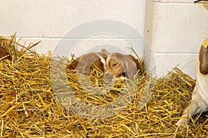 Nebraska State Fair in Grand Island Sheep in pens 2022