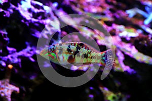 Nebulous wrasse fish - Halichoeres nebulosus