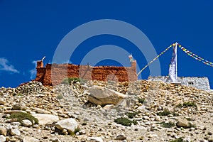 Nechung Village with Deser Landscape, Monastery in the Tibetan Influenced Mustang of Nepal