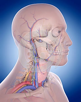 The neck anatomy