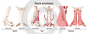 Neck anatomy front and side view. Didactic scheme of anatomy photo