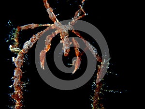 Neck crab, bahamas. Night dive capturing underwater photography