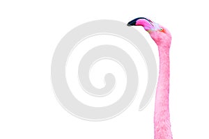 Neck and Head of a Pink Flamingo Isolated on White Background