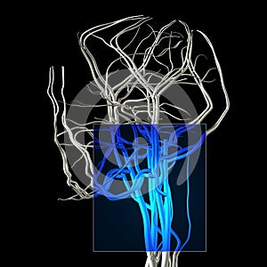 Neck and Jaw MRI