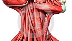 Neck and Jaw Muscles photo
