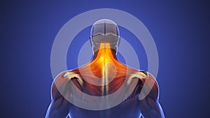 Cervicalgia or neck muscle pain photo
