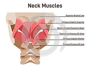 Neck muscles back view. Didactic scheme of anatomy of human muscular photo
