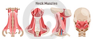 Neck muscles front, side and back view. Didactic scheme of anatomy of human