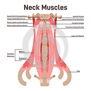 Neck muscles front view. Didactic scheme of anatomy of human muscular photo