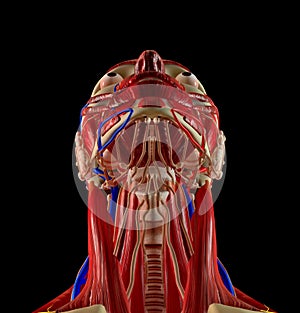 Neck and muscles, salivary glands, swallowing food, digestive problems. Dysphagia. Trachea photo