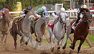 Neck and Neck at the Top of the Stretch