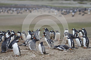 The Neck on Saunders Island in the Falkland Islands