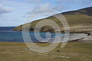 The Neck. A wildlife hotspot on Saunders Island photo