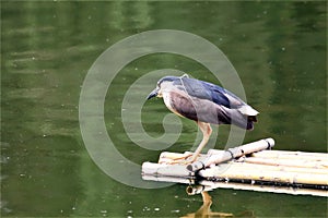 This neck Short, stout body, generally head and back dark, ventral white or gray, short legs is ready to get fish.