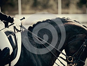 Neck sports black horse in the double bridle.. Equestrian sport