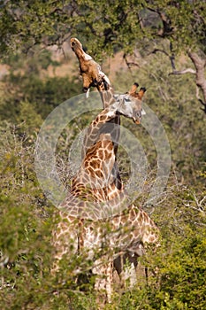 Necking giraffe