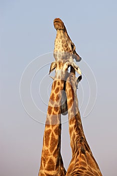 Necking Giraffes