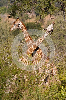 Necking giraffes photo