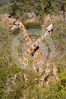 Necking giraffes