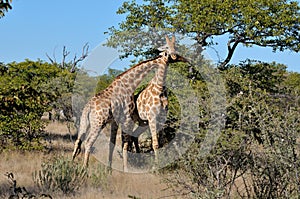 Two necking Giraffes photo