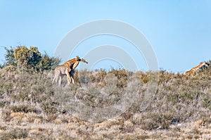 Necking South African giraffes in the arid Kgalagadi