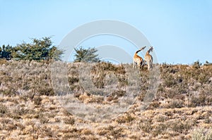 Necking South African giraffes in the arid Kgalagadi photo