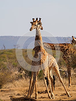 Necking Southern giraffe, Giraffa camelopardalis. Madikwe Game Reserve, South Africa