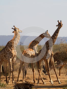 Necking Southern giraffe, Giraffa camelopardalis. Madikwe Game Reserve, South Africa