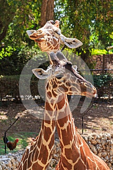 Necks and heads of giraffes in zoo