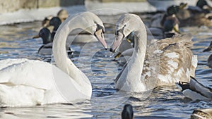 The necks of the swans form the silhouettes of the heart. Swan and ducks on frozen river