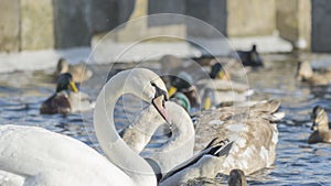 The necks of the swans form the silhouettes of the heart. Swan and ducks on frozen river.