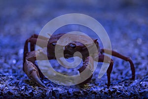 Necora or crab species from the Cantabrian Sea