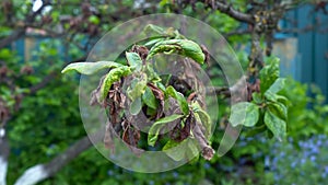 Necrosis of fruit tree leaves