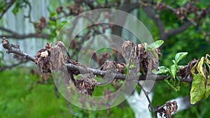 Necrosis of fruit tree leaves