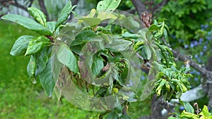 Necrosis of fruit tree leaves