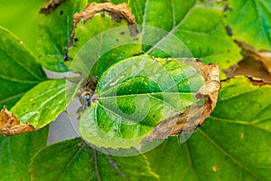 Necrosis on a hibiscus leaf