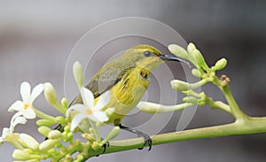 Nectar eating olive backed sunbird in a garden