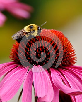 Nectar Harvesting