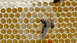 Nectar and honey from acacia flowers.