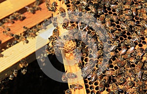 Nectar in Honey Comb with Queen Cell