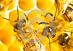 Nectar and honey in new comb