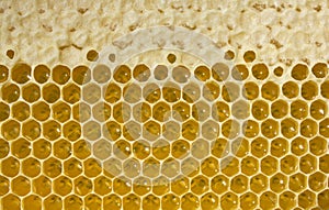 Nectar and honey in new comb