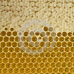 Nectar and honey in new comb