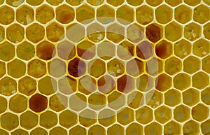 Nectar, honey and pollen in new comb