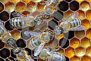 Nectar or honey transfer.