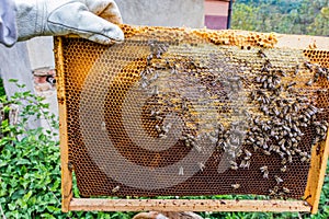 Nectar's Harvest: Beekeeper's Care for Winter