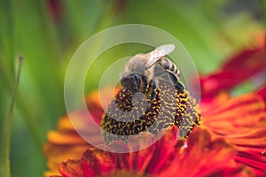 A nectar-stained bee sits in the round center of a red flower