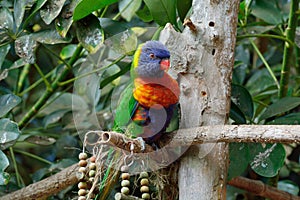 Nectar sucking parrot Loriini